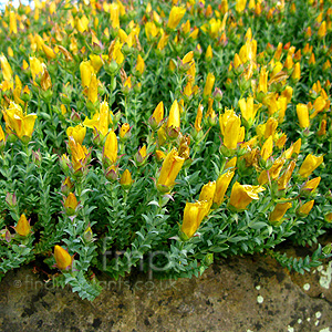 Hypericum Olympicum 'Grandiflorum'