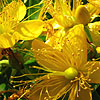 Hypericum Subsessile