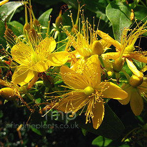 Hypericum Subsessile