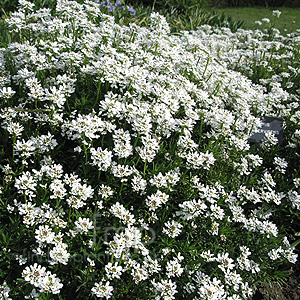 Iberis Sempervirens - Candytuft