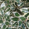 Ilex Aquifolium - Elegantissima