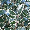 Ilex Aquifolium - Handsworth New Silver