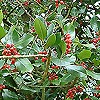 Ilex Aquifolium