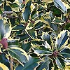 Ilex Aquifolium - Victoria