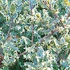 Ilex Aquifolium - Ferox Agentea