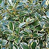 Ilex Aquifolium - Watereriana