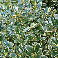 Ilex Aquifolium 'Watereriana'