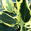 Ilex X Altaclerensis - Belgica Aurea