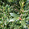 Ilex  Aquifolium - Angustifolia