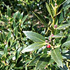 Ilex Aquifolium - Angustifolia
