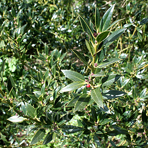 Ilex  Aquifolium 'Angustifolia' - Holly,  Ilex