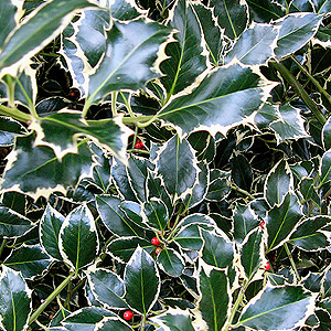 Ilex Aquifolium 'Argentea Marginata' - Holly