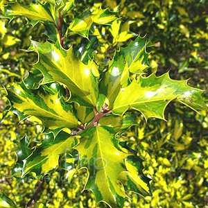 Ilex Aquifolium 'Calypso' - Holly, Ilex