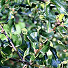 Ilex Aquifolium - Crispa
