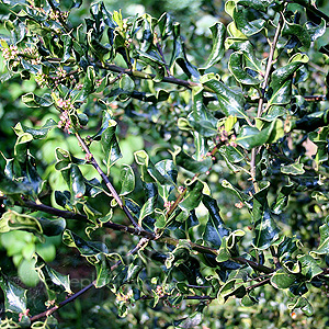 Ilex Aquifolium 'Crispa' - Small Leaved Holly, Ilex