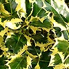 Ilex Aquifolium - Golden Queen