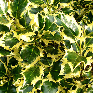 Ilex Aquifolium 'Golden Queen' - Golden Holly