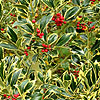Ilex  Aquifolium Pyramidalis - Aureomarginata