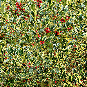 Ilex  Aquifolium Pyramidalis 'Aureomarginata'