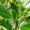 Ilex Aquifolium - Elegantissima