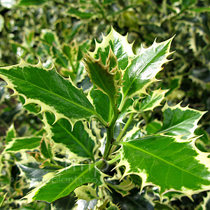 Ilex Aquifolium 'Elegantissima' - Holly,  Ilex