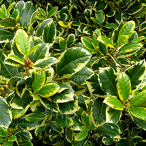 Ilex  X Altaclerensis 'Golden King' - Variegated Holly, Ilex