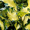Ilex  Aquifolium - Gold Milkboy