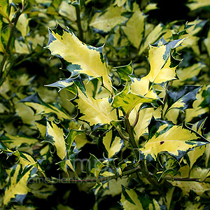 Ilex  Aquifolium 'Gold Milkboy'