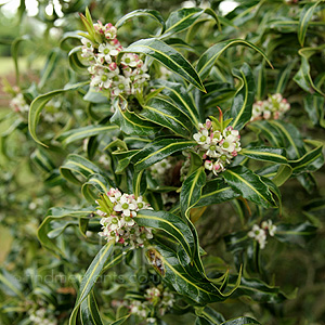 Ilex Aquifolium 'Lichtenthal'