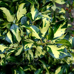 Ilex X Altaclerensis 'Ripley Gold' - Variegated Holly, Ilex