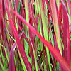 Imperata Cylindrica - Rubra