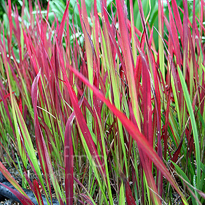Imperata Cylindrica 'Rubra' - Japanese Blood Grass