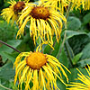 Inula Magnifica