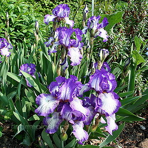 Iris 'Arctic Fancy'