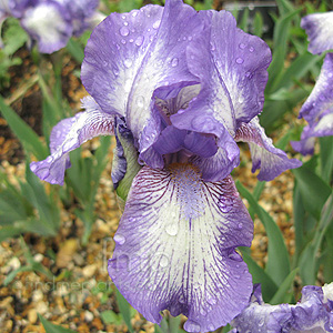 Iris 'Arctic Monkey'