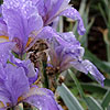 Iris Argentea - Variegata