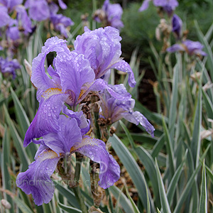 Iris Argentea 'Variegata'