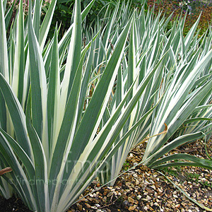 Iris  Pallida 'Argentea Variegata'