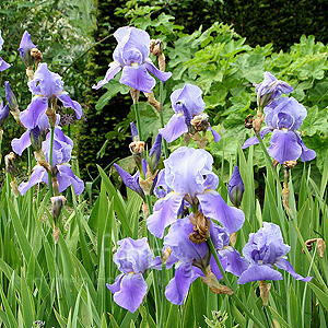 Iris 'Blue Rhythm'