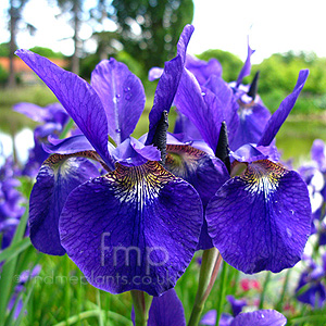 Iris Sibirica 'Caesar's Brother'