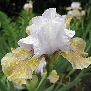 Iris  'Eleanor Claire'