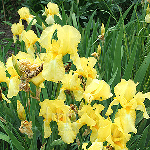 Iris 'Fall Primrose'