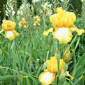 Iris 'Golden Spice'