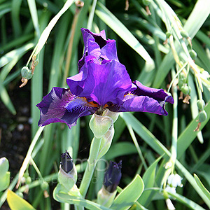 Iris 'Katie-koo'