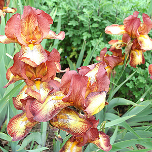 Iris 'Kent Pride'