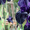 Iris - Licorice Stick