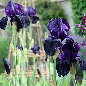 Iris 'Licorice Stick'