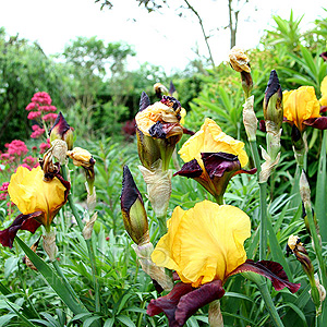 Iris 'Nashborough'