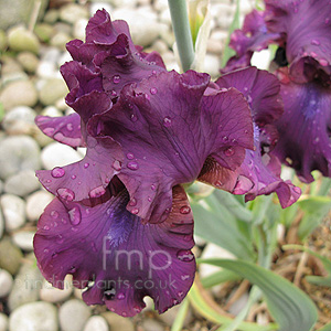 Iris 'Nora Eileen'