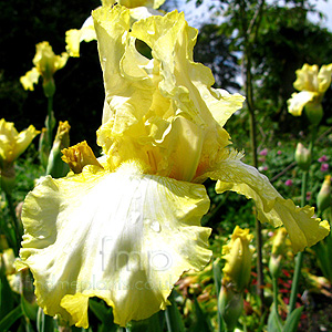 Iris 'Norfolk Belle'